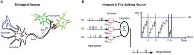 A Synaptic Pruning-Based Spiking Neural Network for Hand-Written Digits Classification